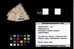 Foto (Objekt + Etikett) von Nodoprosopon sp.  (NHMW-GEO-1990-0041-2501)